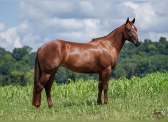 Caballo cuarto de milla, Yegua, 3 años, Alazán-tostado
