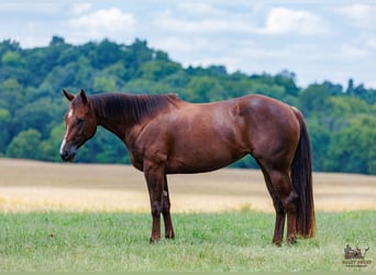 Caballo cuarto de milla, Yegua, 3 años, Alazán-tostado