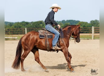 Caballo cuarto de milla, Yegua, 3 años, Alazán-tostado