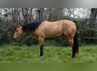 Caballo cuarto de milla, Yegua, 3 años, Buckskin/Bayo