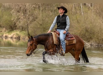 Caballo cuarto de milla, Yegua, 3 años, Castaño oscuro