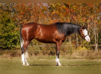 Caballo cuarto de milla, Yegua, 3 años, Castaño