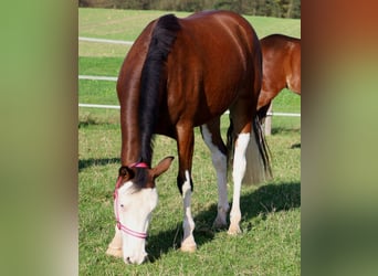 Caballo cuarto de milla, Yegua, 3 años, Castaño