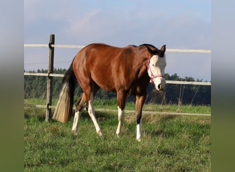 Caballo cuarto de milla, Yegua, 3 años, Castaño