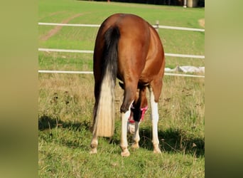 Caballo cuarto de milla, Yegua, 3 años, Castaño