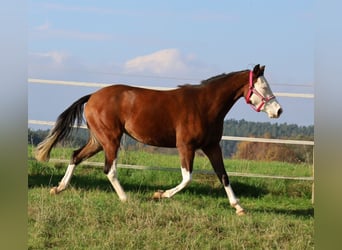 Caballo cuarto de milla, Yegua, 3 años, Castaño