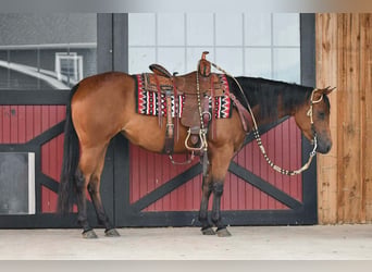 Caballo cuarto de milla, Yegua, 3 años, Castaño rojizo