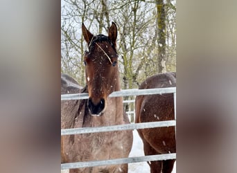 Caballo cuarto de milla, Yegua, 3 años, Castaño-ruano