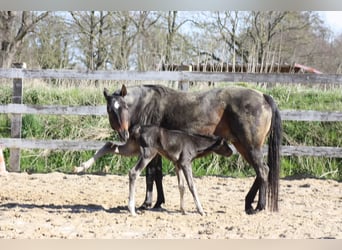 Caballo cuarto de milla, Yegua, 3 años