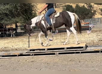 Caballo cuarto de milla, Yegua, 3 años, Grullo