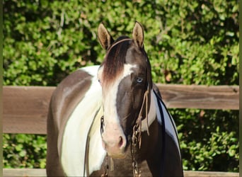 Caballo cuarto de milla, Yegua, 3 años, Grullo