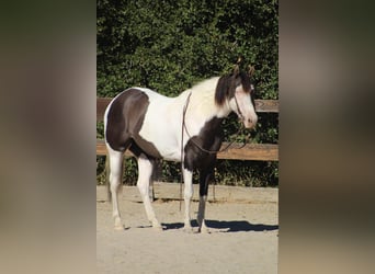 Caballo cuarto de milla, Yegua, 3 años, Grullo