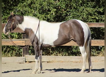 Caballo cuarto de milla, Yegua, 3 años, Grullo