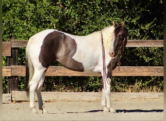 Caballo cuarto de milla, Yegua, 3 años, Grullo