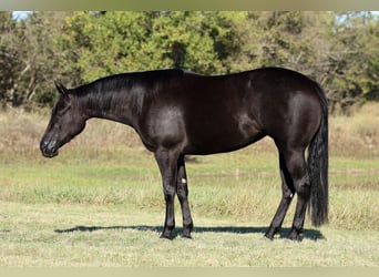 Caballo cuarto de milla, Yegua, 3 años, Negro