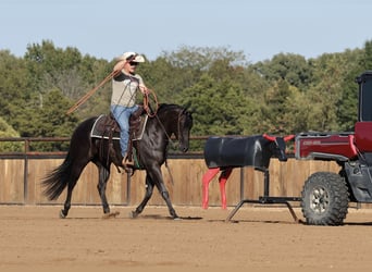 Caballo cuarto de milla, Yegua, 3 años, Negro