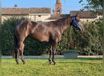 Caballo cuarto de milla, Yegua, 3 años, Negro