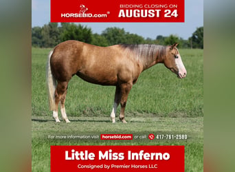 Caballo cuarto de milla, Yegua, 3 años, Palomino