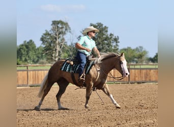 Caballo cuarto de milla, Yegua, 3 años, Palomino