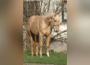 Caballo cuarto de milla, Yegua, 3 años, Palomino