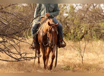 Caballo cuarto de milla, Yegua, 3 años, Ruano alazán