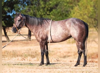 Caballo cuarto de milla, Yegua, 3 años, Tordo