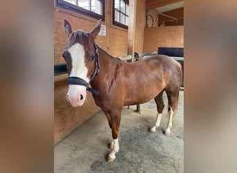 Caballo cuarto de milla, Yegua, 4 años, 140 cm, Alazán