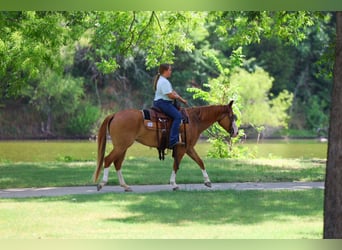 Caballo cuarto de milla, Yegua, 4 años, 142 cm, Alazán rojizo