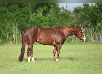 Caballo cuarto de milla, Yegua, 4 años, 142 cm, Alazán rojizo
