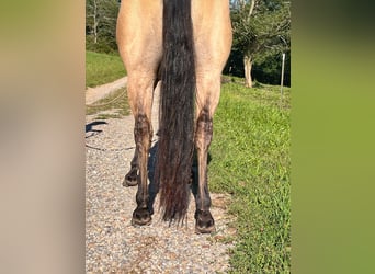 Caballo cuarto de milla, Yegua, 4 años, 142 cm, Bayo