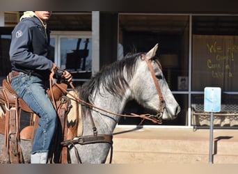 Caballo cuarto de milla, Yegua, 4 años, 142 cm, Tordo