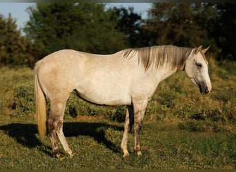 Caballo cuarto de milla, Yegua, 4 años, 142 cm, Tordo rodado