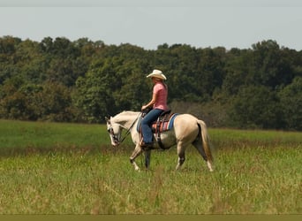 Caballo cuarto de milla, Yegua, 4 años, 142 cm, Tordo rodado
