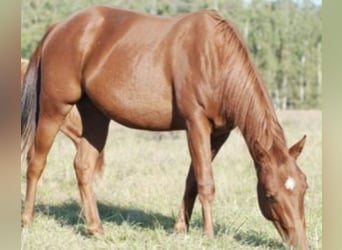 Caballo cuarto de milla, Yegua, 4 años, 144 cm, Alazán