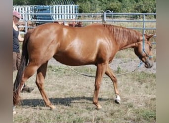 Caballo cuarto de milla, Yegua, 4 años, 144 cm, Alazán