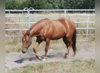 Caballo cuarto de milla, Yegua, 4 años, 144 cm, Alazán