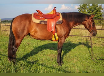 Caballo cuarto de milla, Yegua, 4 años, 145 cm, Castaño