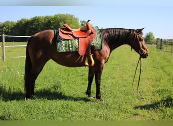 Caballo cuarto de milla, Yegua, 4 años, 145 cm, Castaño