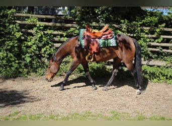 Caballo cuarto de milla, Yegua, 4 años, 145 cm, Castaño