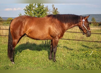 Caballo cuarto de milla, Yegua, 4 años, 145 cm, Castaño