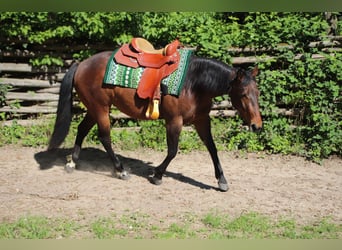 Caballo cuarto de milla, Yegua, 4 años, 145 cm, Castaño