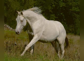 Caballo cuarto de milla, Yegua, 4 años, 145 cm, Champán