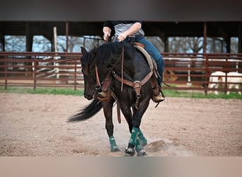 Caballo cuarto de milla, Yegua, 4 años, 145 cm, Negro