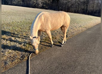 Caballo cuarto de milla, Yegua, 4 años, 145 cm, Palomino