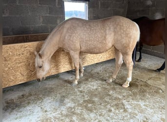Caballo cuarto de milla, Yegua, 4 años, 145 cm, Palomino