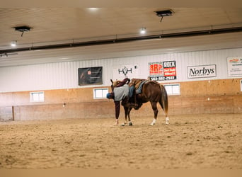 Caballo cuarto de milla, Yegua, 4 años, 147 cm, Alazán rojizo