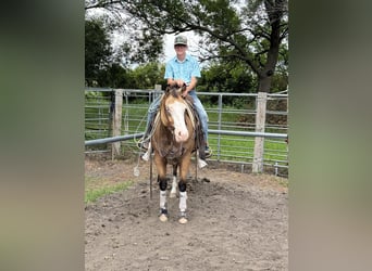 Caballo cuarto de milla Mestizo, Yegua, 4 años, 147 cm, Buckskin/Bayo