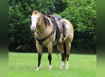 Caballo cuarto de milla Mestizo, Yegua, 4 años, 147 cm, Buckskin/Bayo