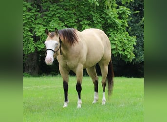 Caballo cuarto de milla Mestizo, Yegua, 4 años, 147 cm, Buckskin/Bayo