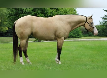 Caballo cuarto de milla Mestizo, Yegua, 4 años, 147 cm, Buckskin/Bayo